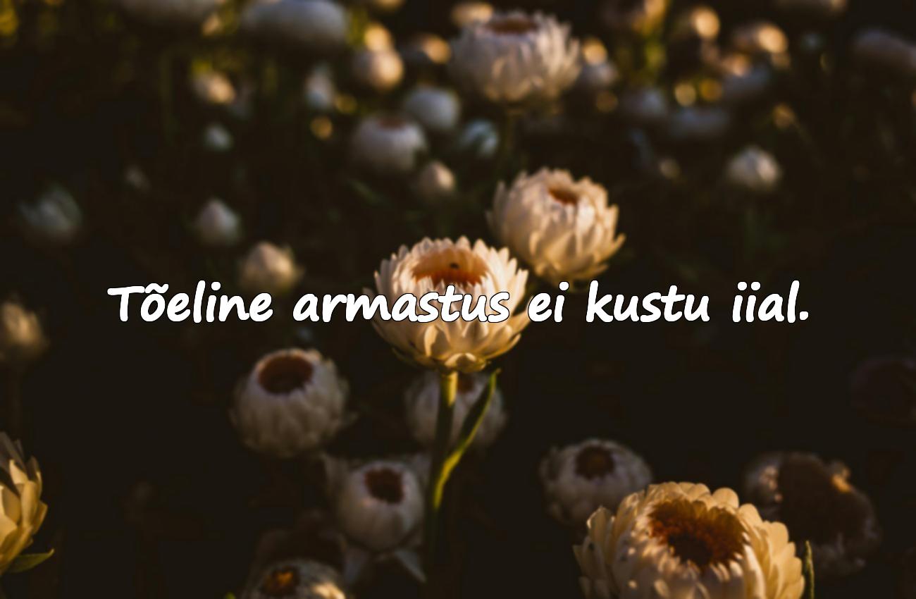 aforismid kallimale