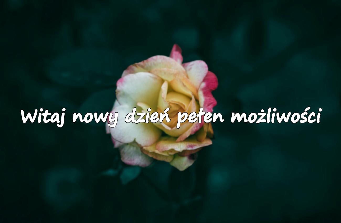 aforyzmy na dzień dobry