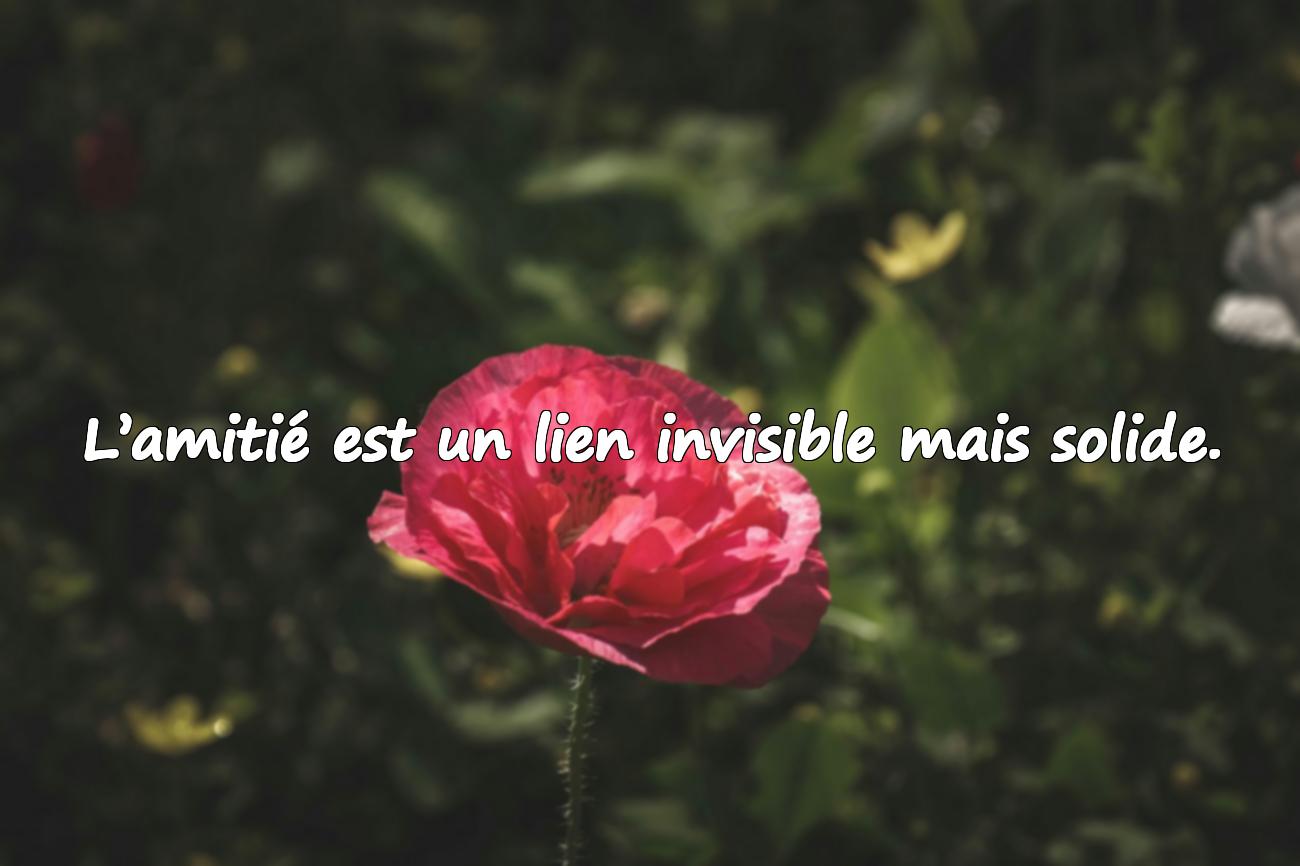 amis citation