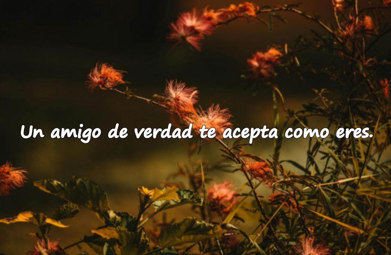 amistad frases