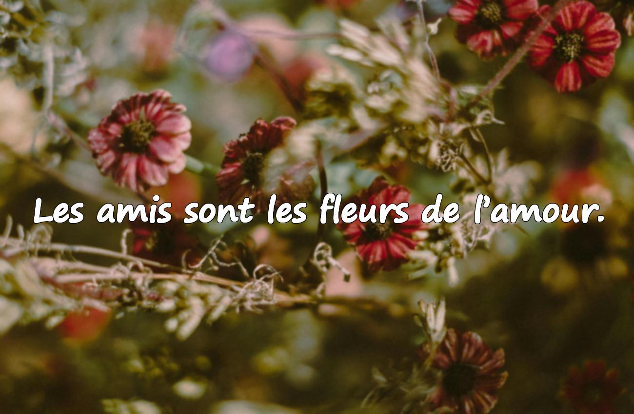 amour amitié citation