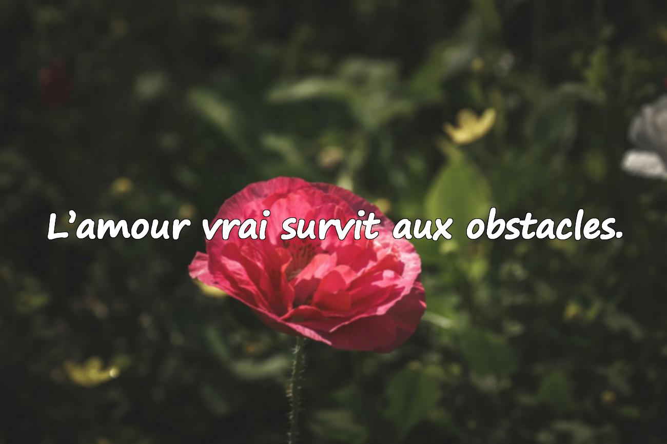 Amour Compliqué Citation