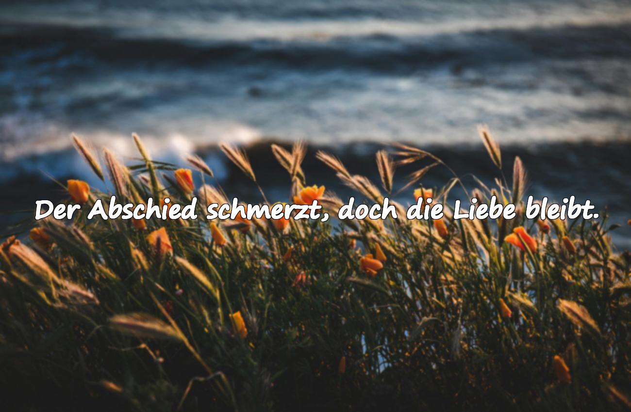 beileidsbekundung sprüche