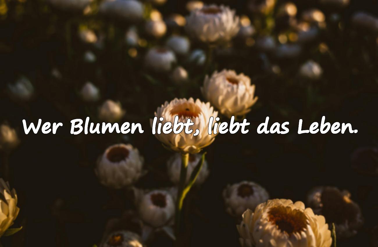 blumen spruch