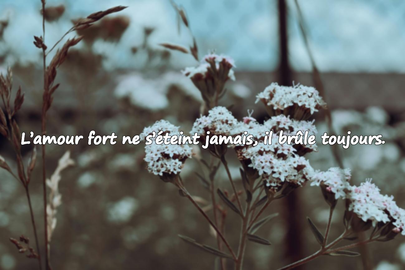 citation amour fort