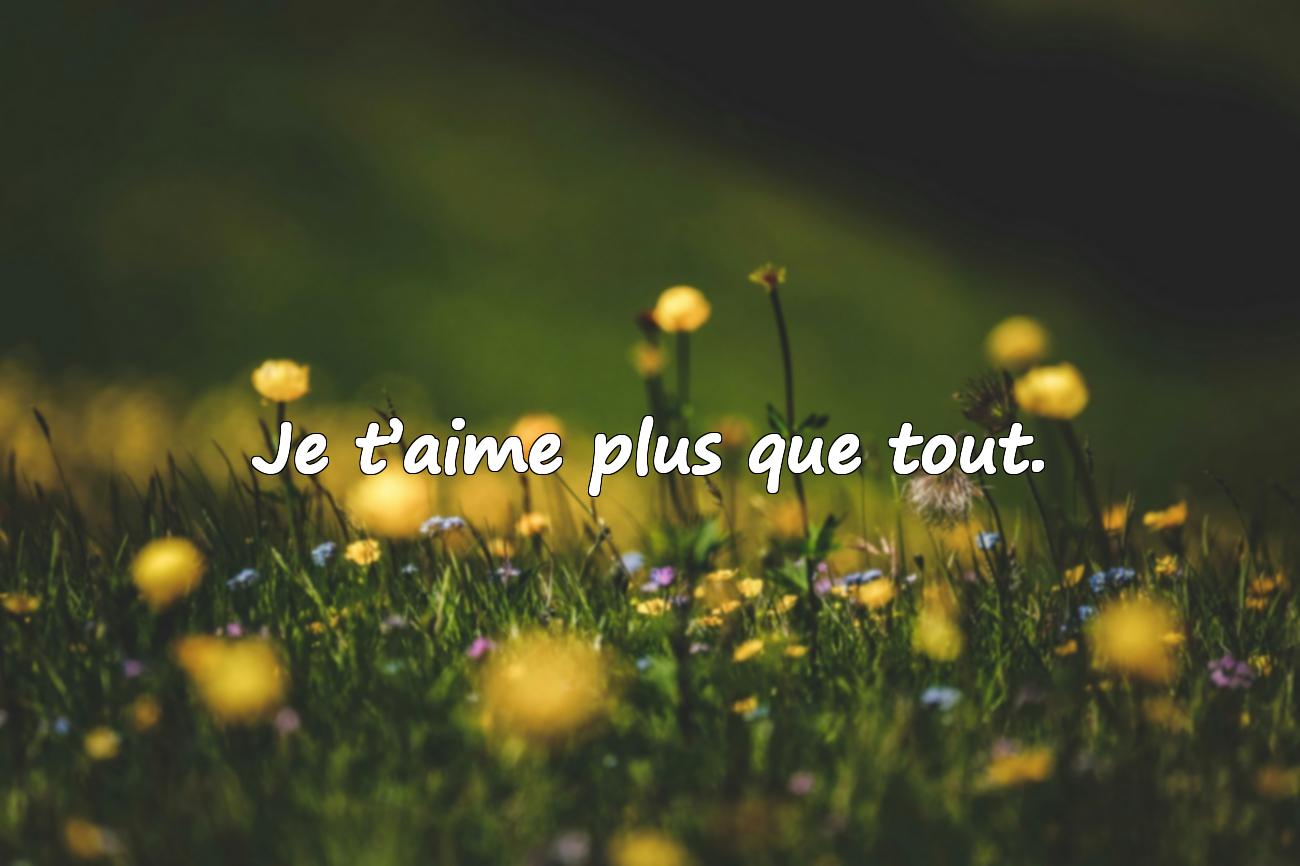 citation d amours