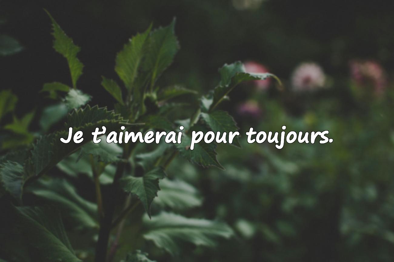 citation d amours