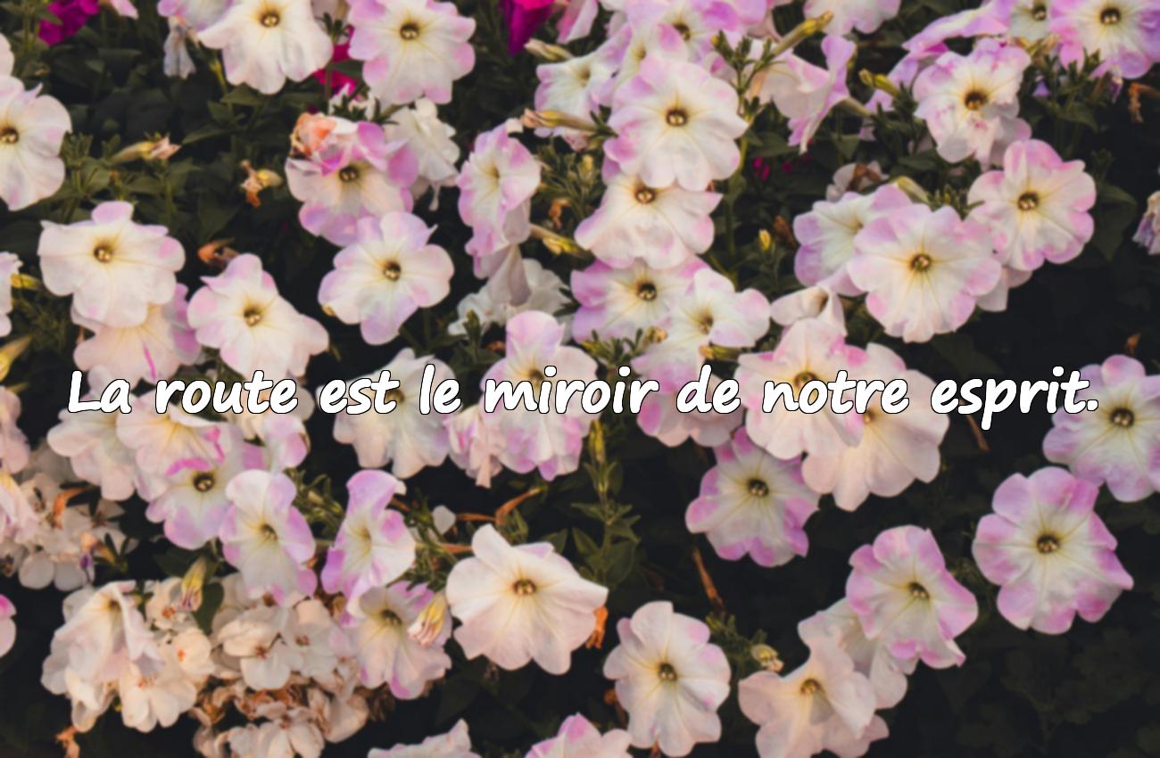 Citations Automobile