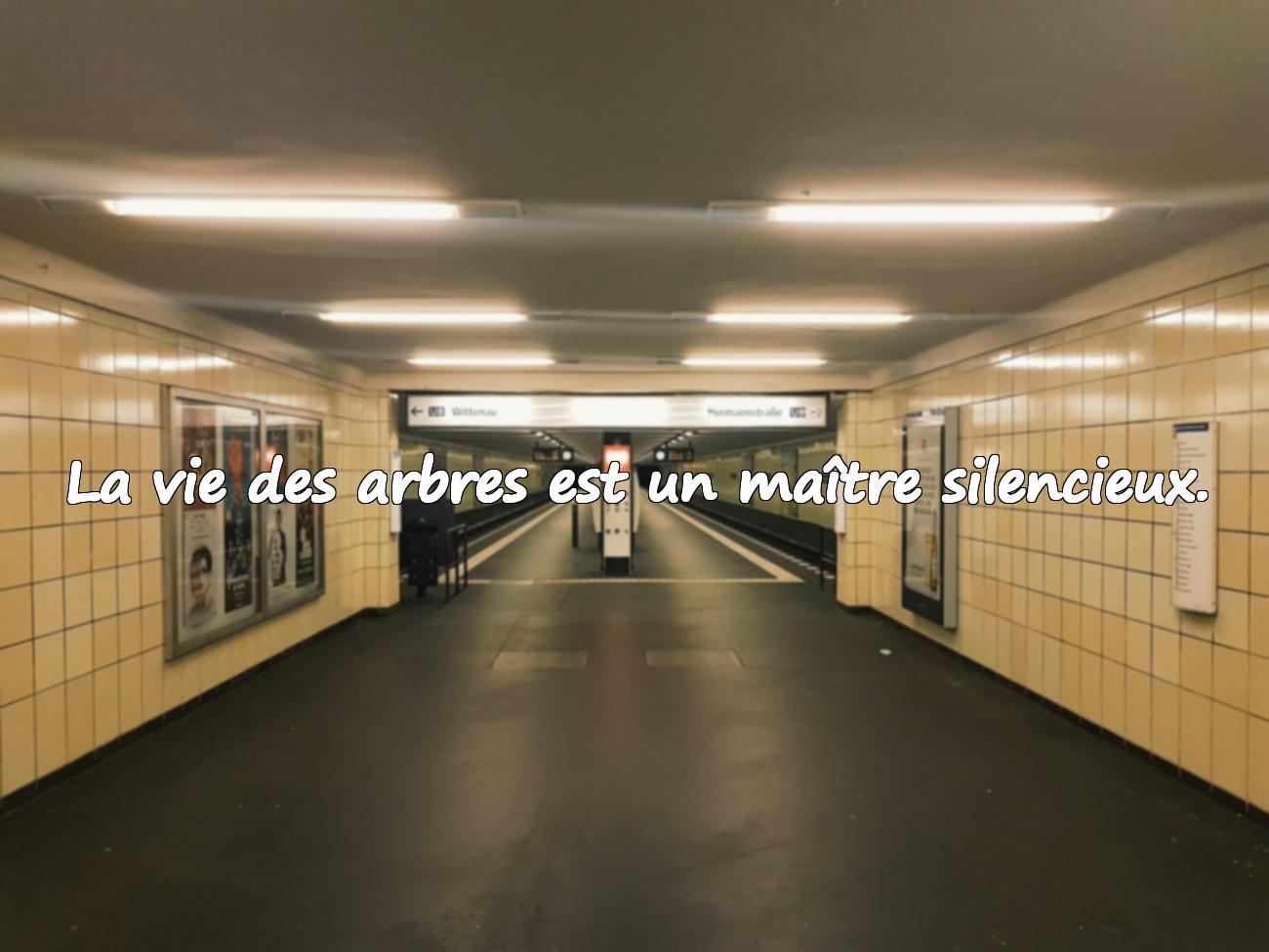 Citations sur les Arbres