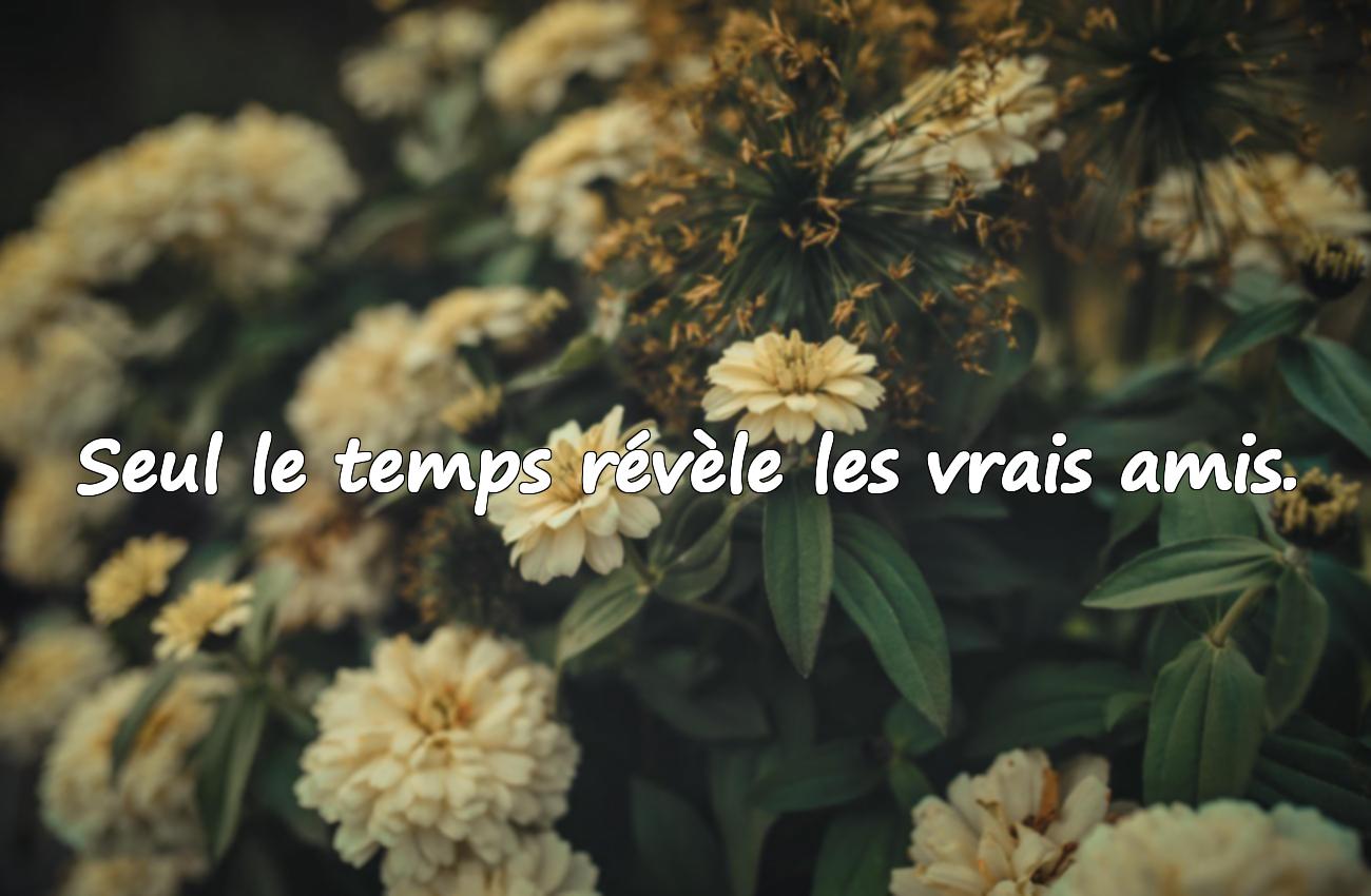 Citations sur les Faux Amis