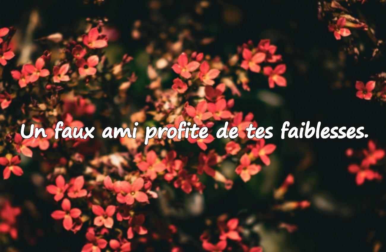 Citations sur les Faux Amis