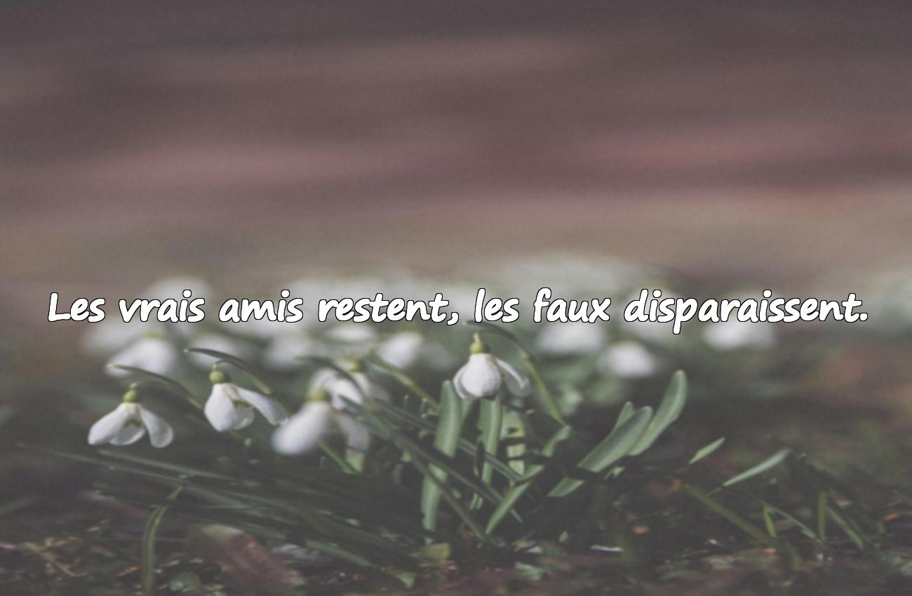 Citations sur les Faux Amis