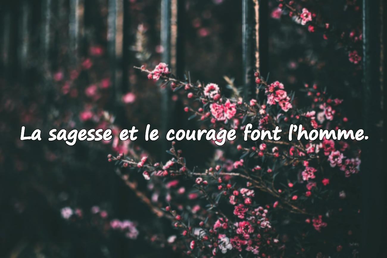 Citations sur l’Homme