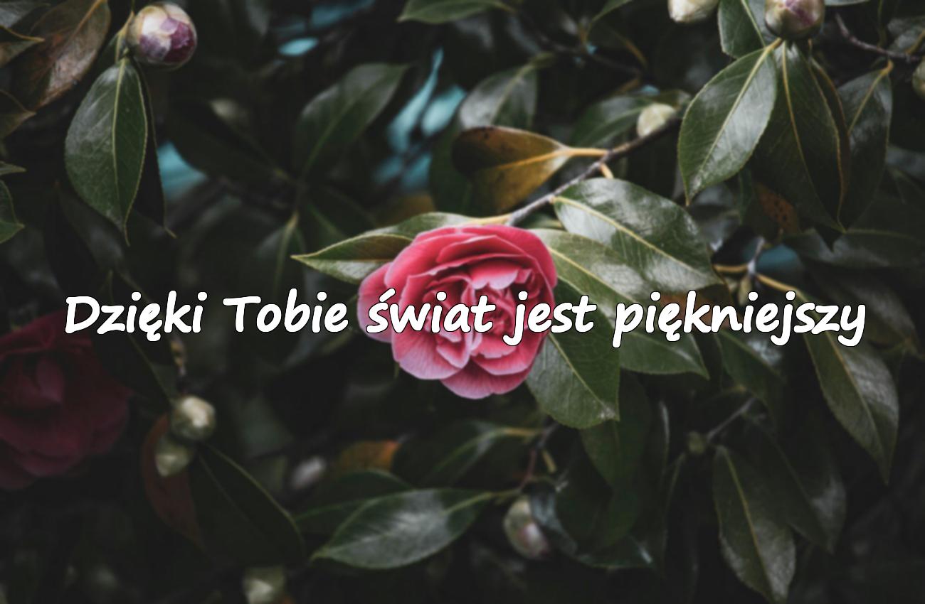 cytat na dzień matki