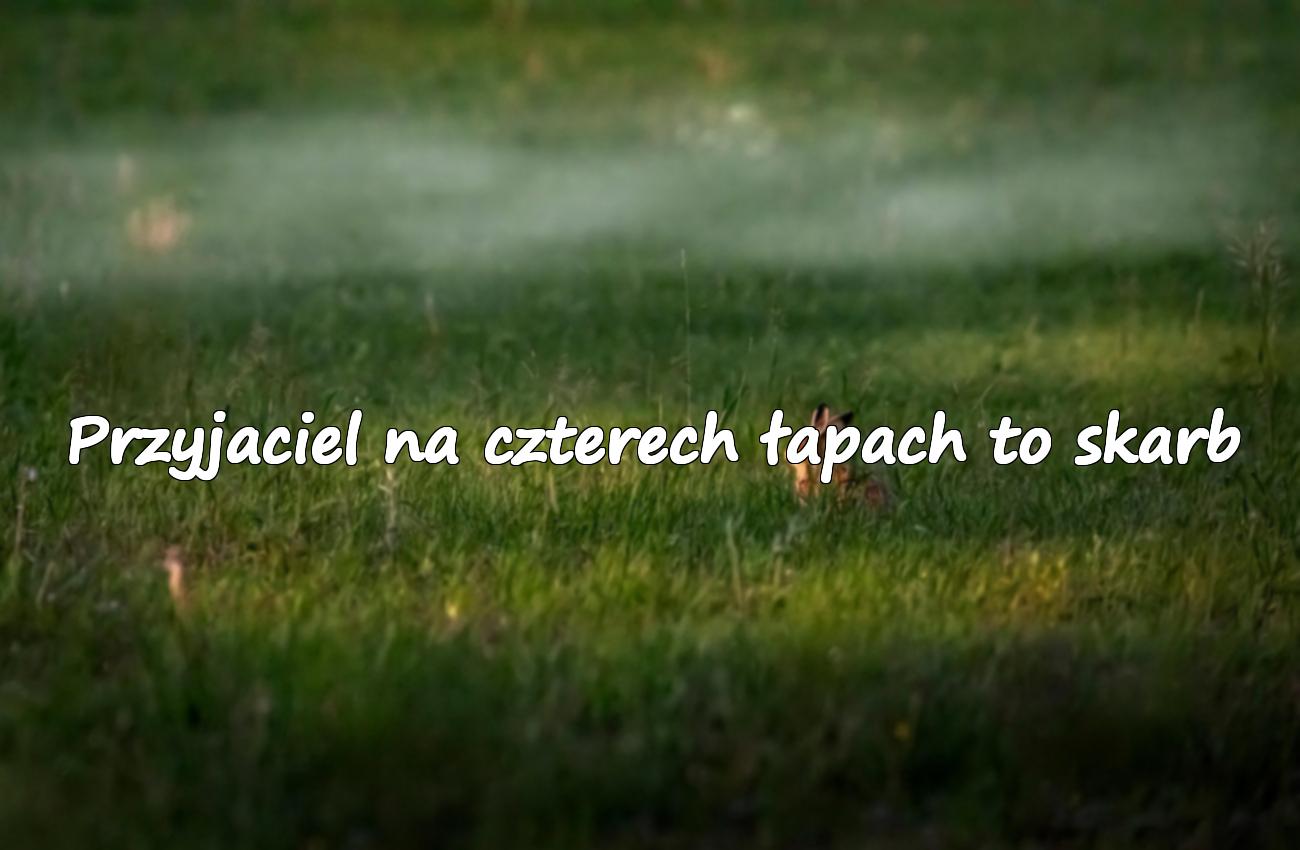 cytat o zwierzętach