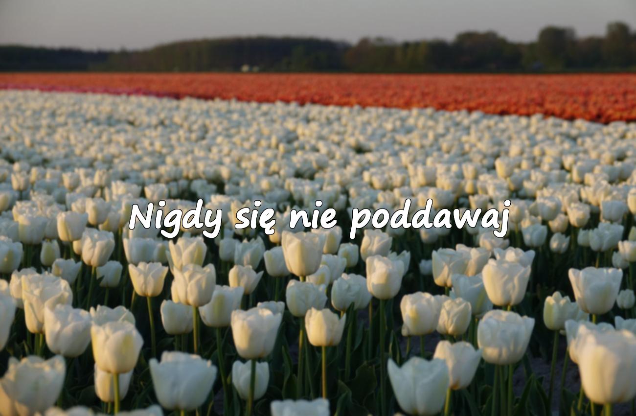 cytaty motywacyjne krótkie