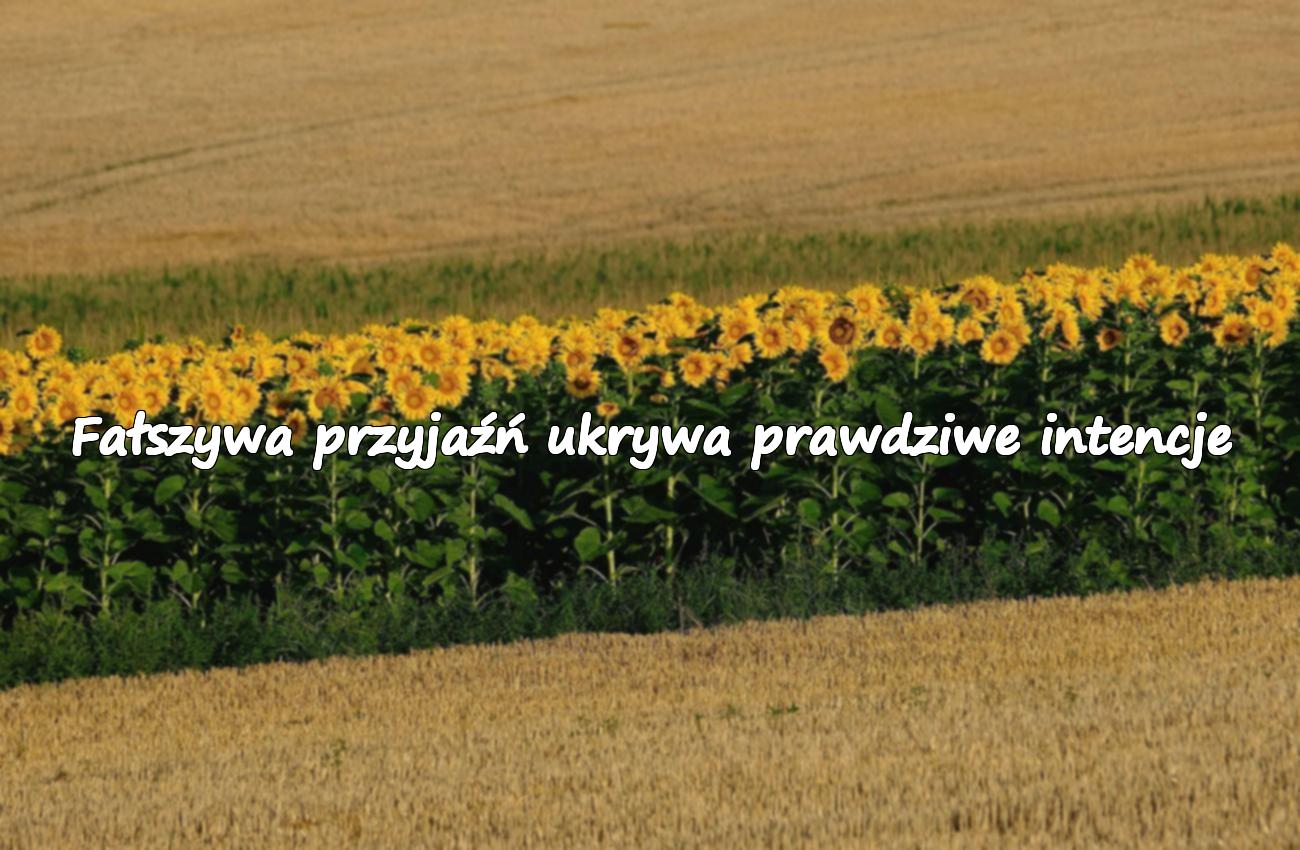 cytaty o fałszywej przyjaźni
