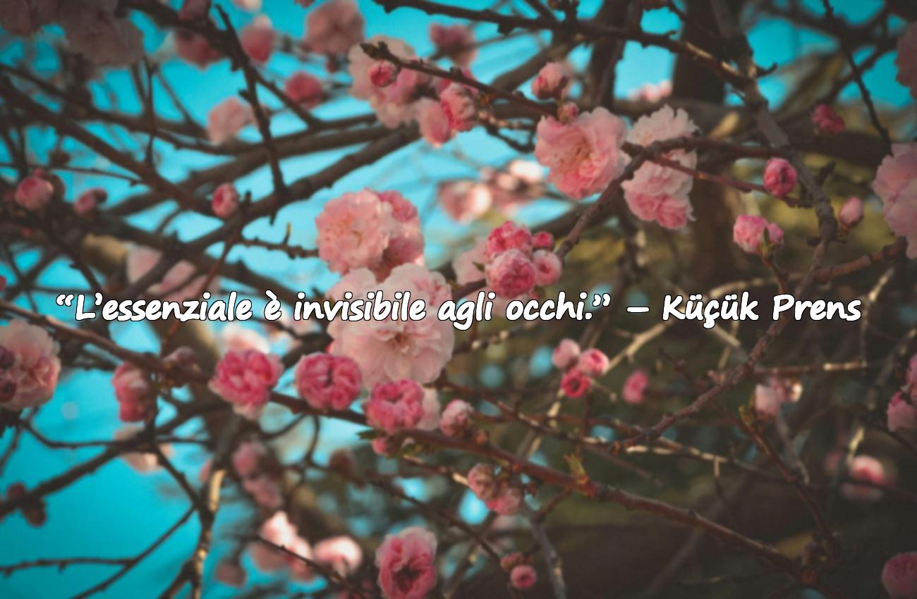 frase del piccolo principe