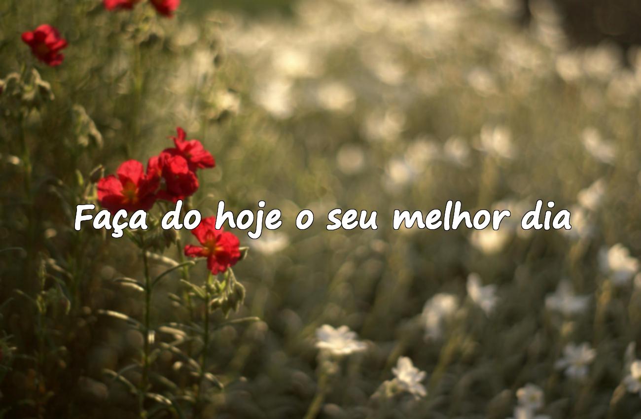 frase motivacional do dia