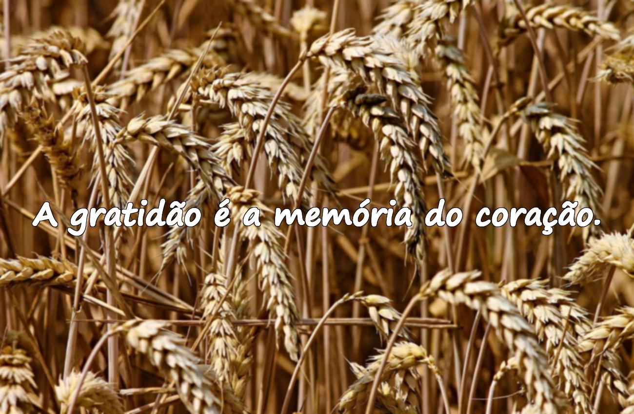 frases agradecimento