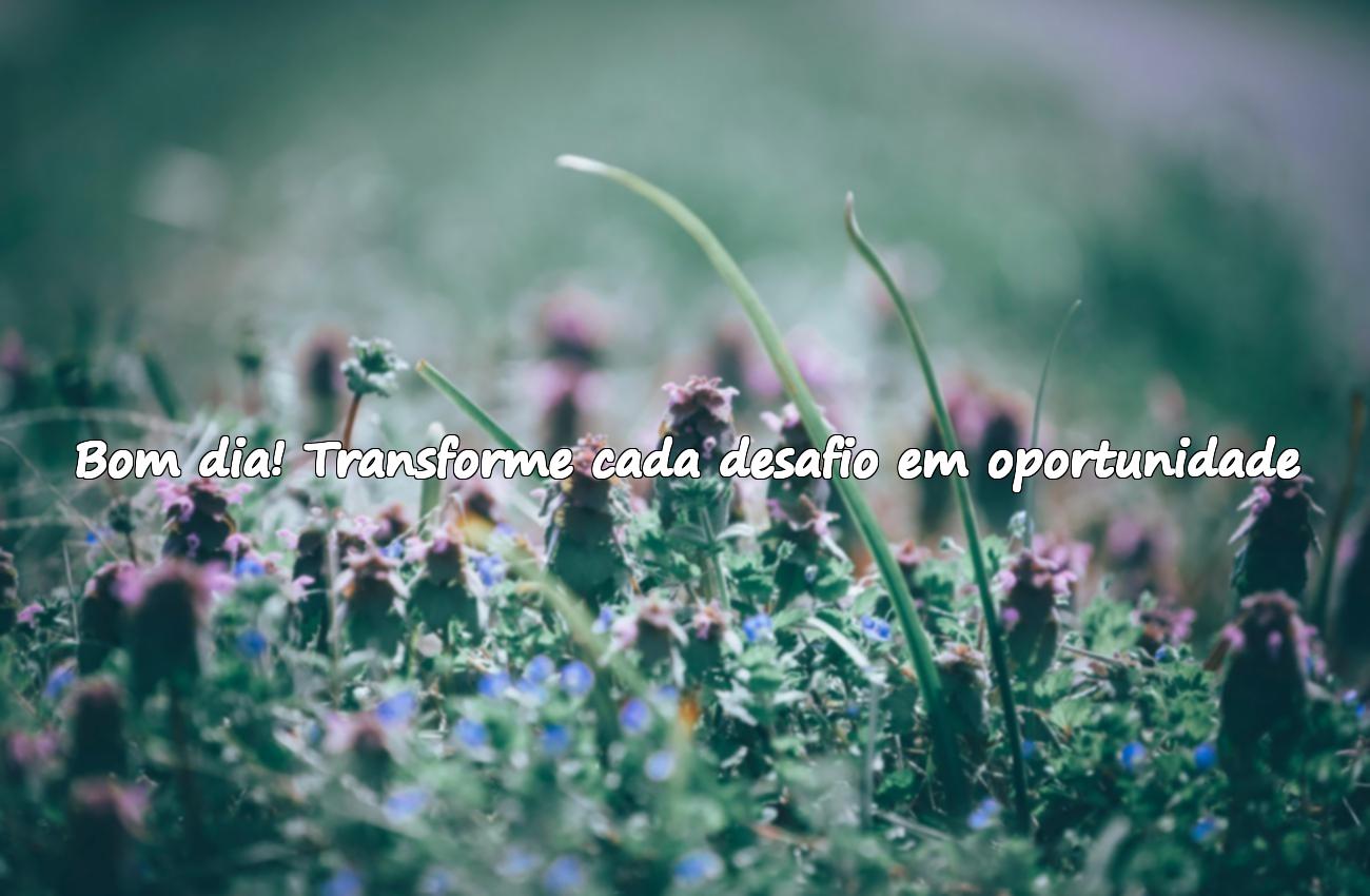 frases de bom dia