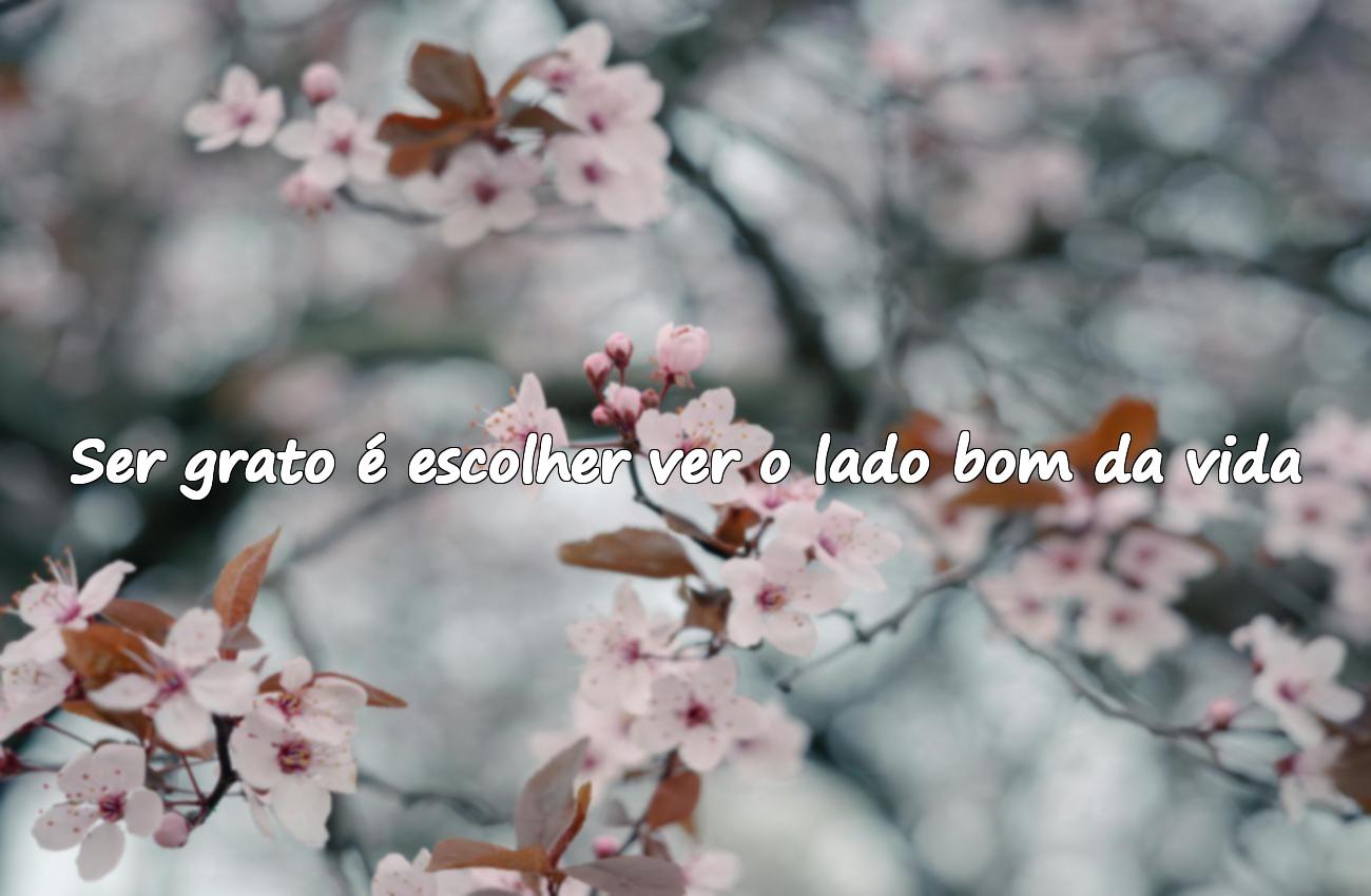 frases gratidão