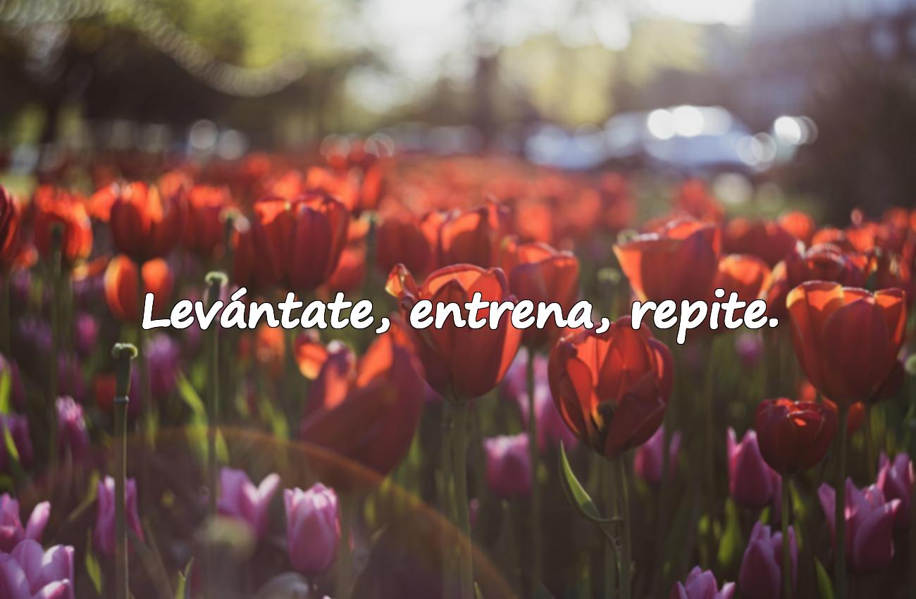 frases motivadoras gym