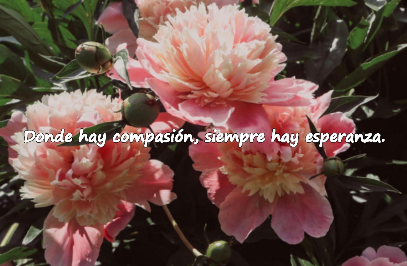 Frases Sobre La Compasión