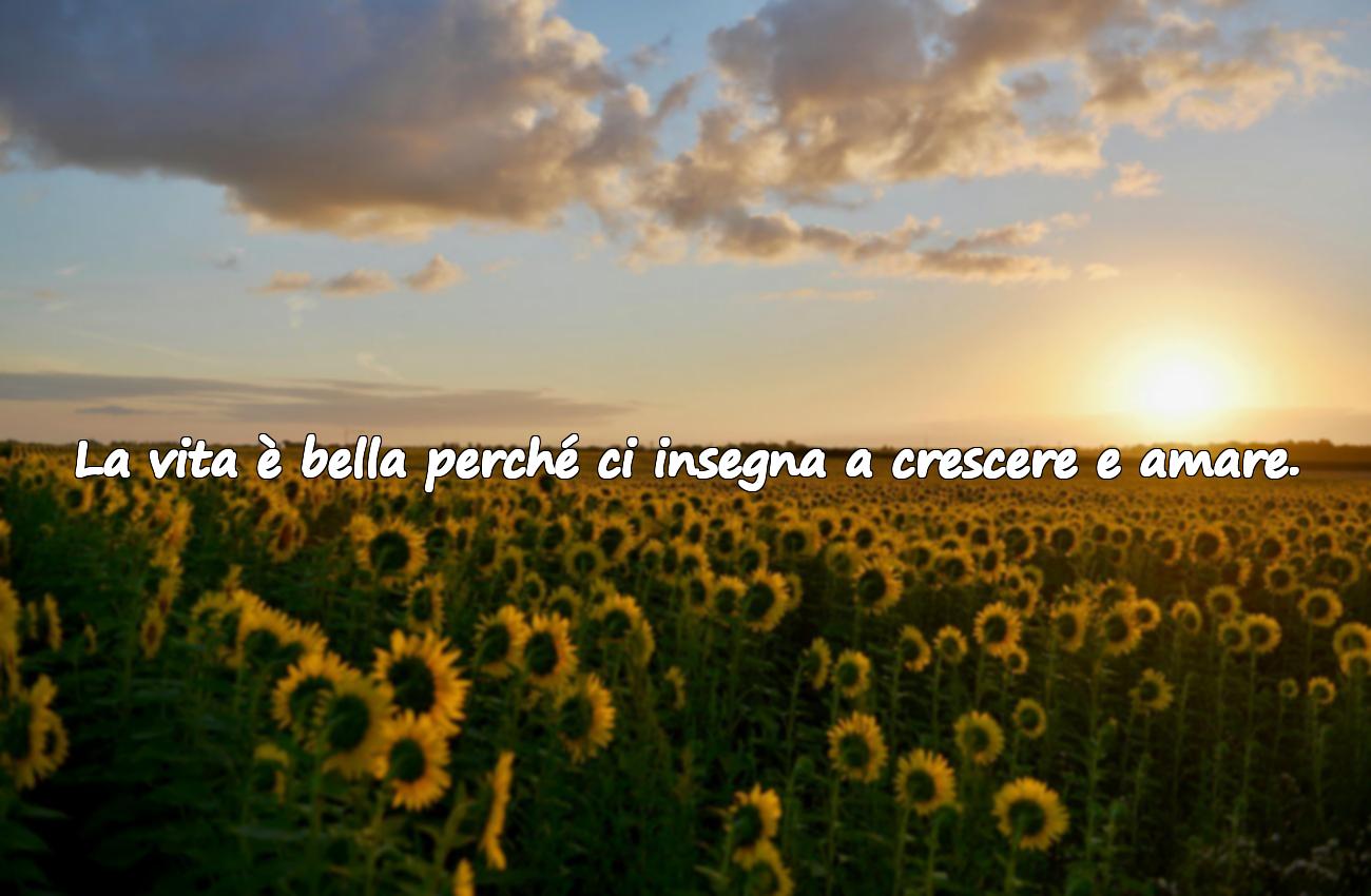 frasi sulla vita è bella