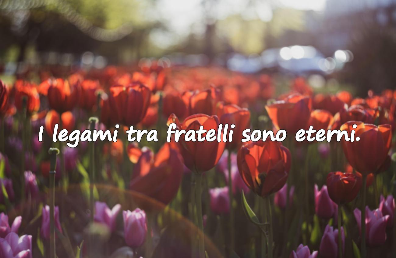 frasi sull’amicizia speciale tra fratelli