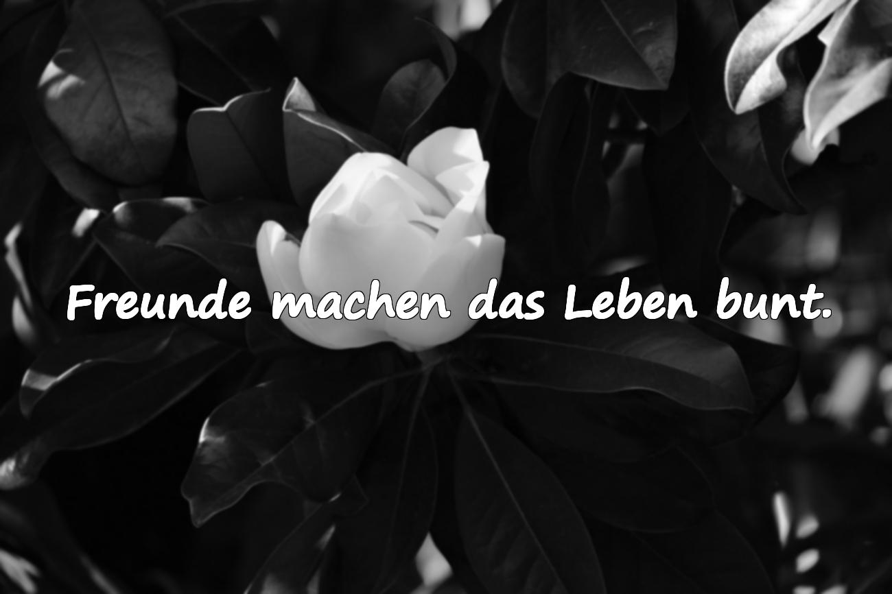 Freundschaft Sprüche