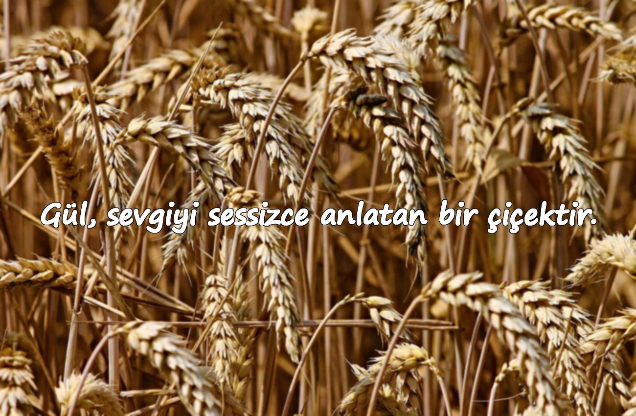 Gül ile İlgili Sözler