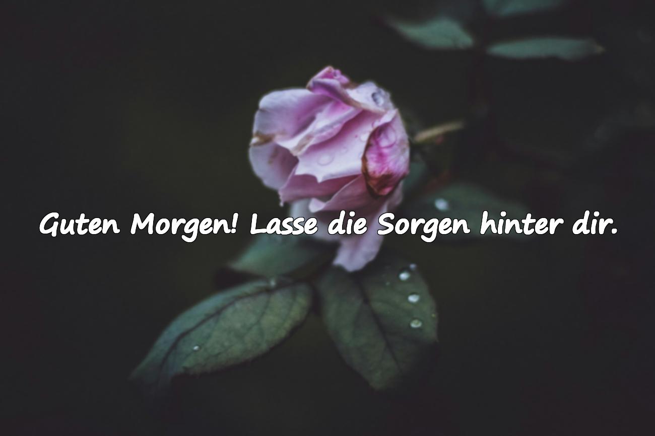 Guten Morgen Grüße