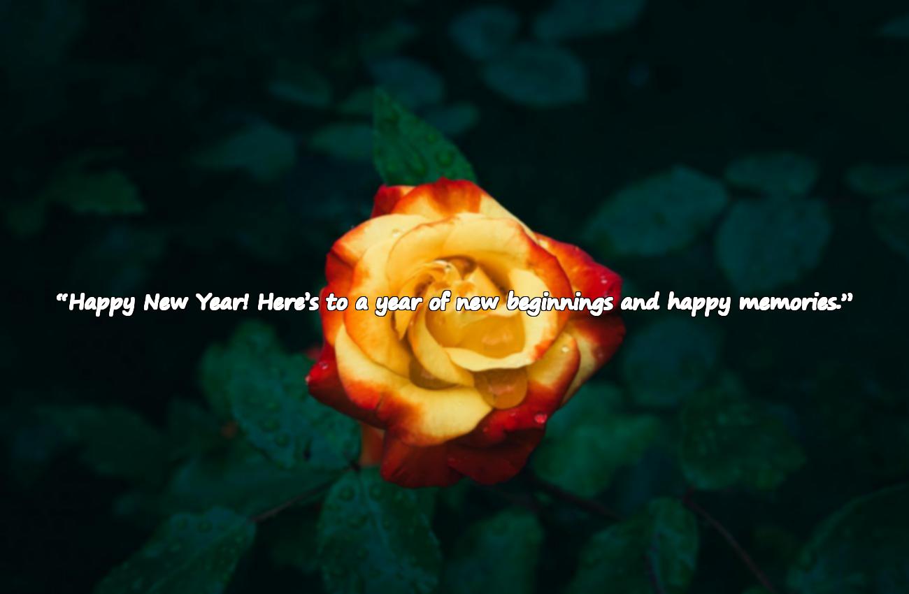 happy new year wishes