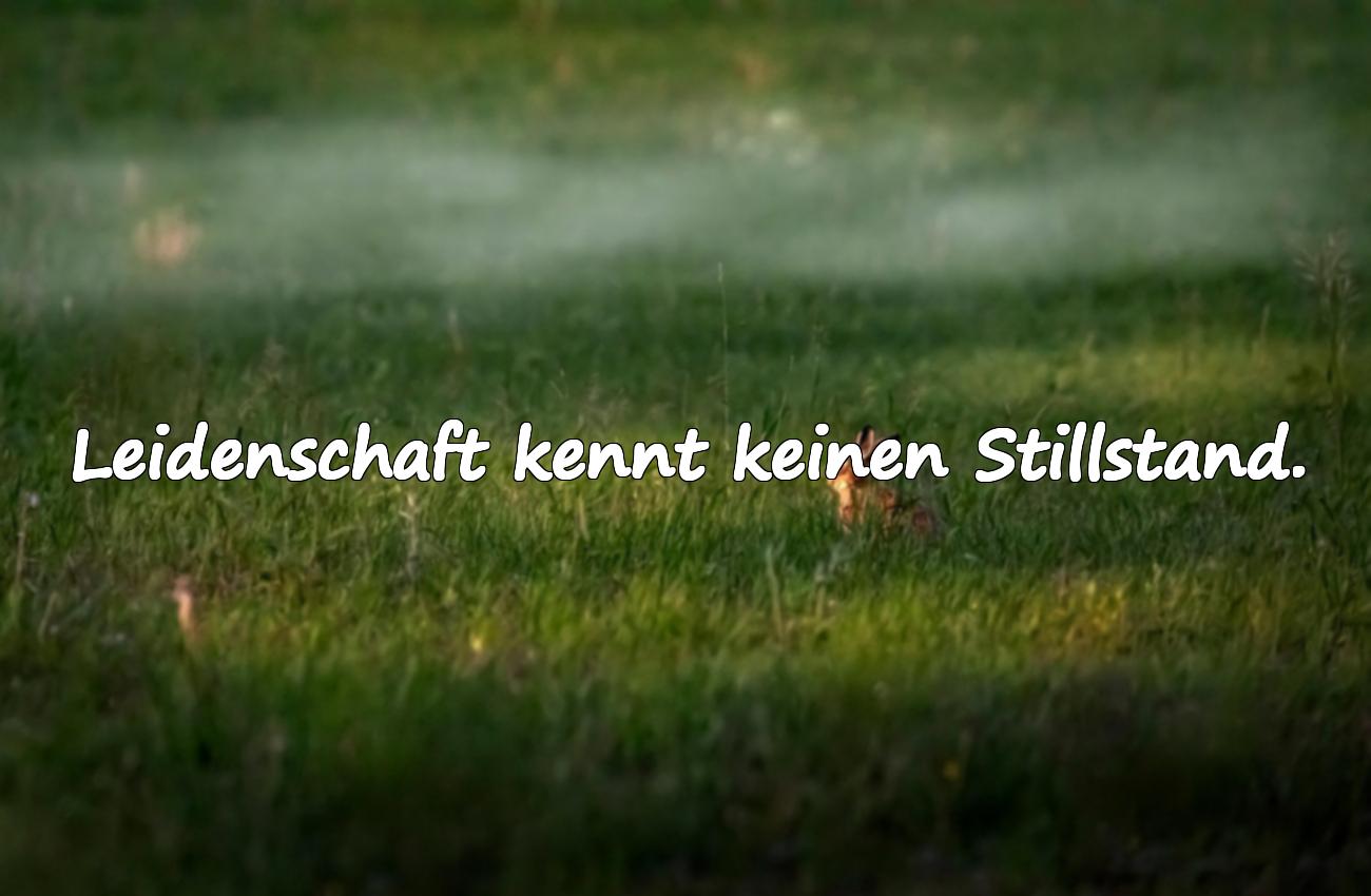 leidenschaft sprüche