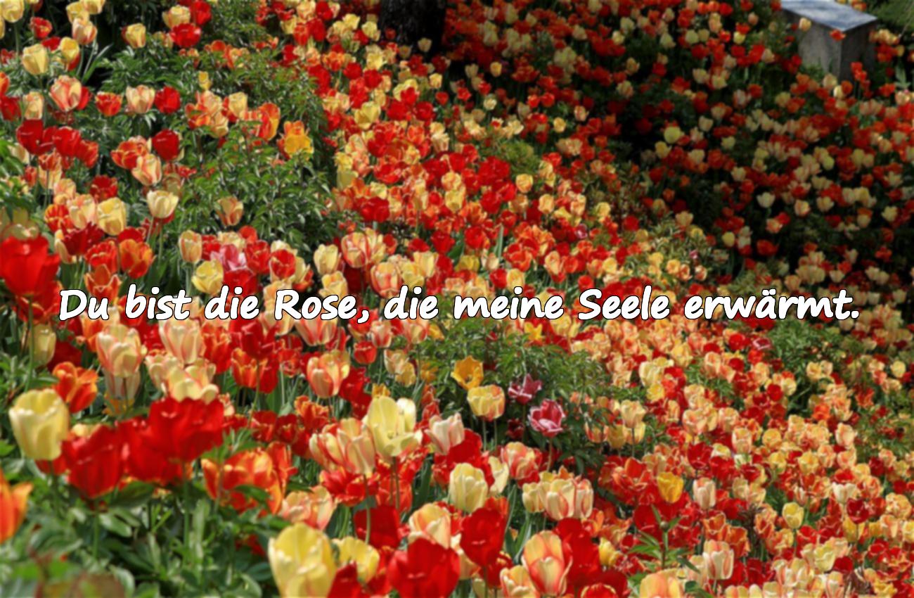 Liebessprüche inspiriert von der Rose