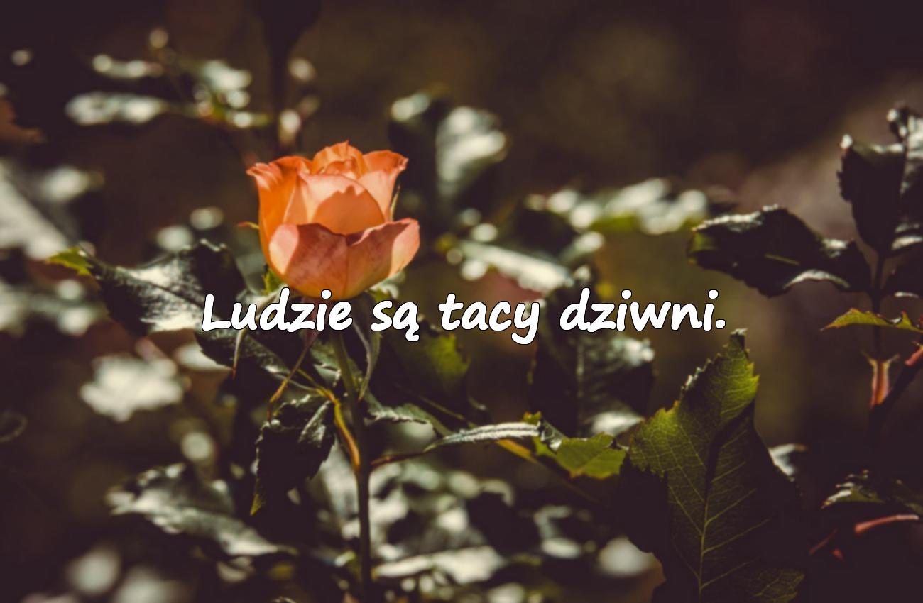 mały książę cytaty