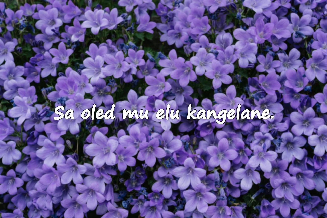 Motiveerivad tsitaadid