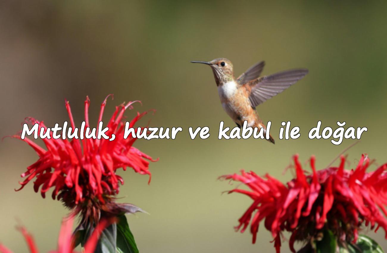 mutluluk ile ilgili sözler