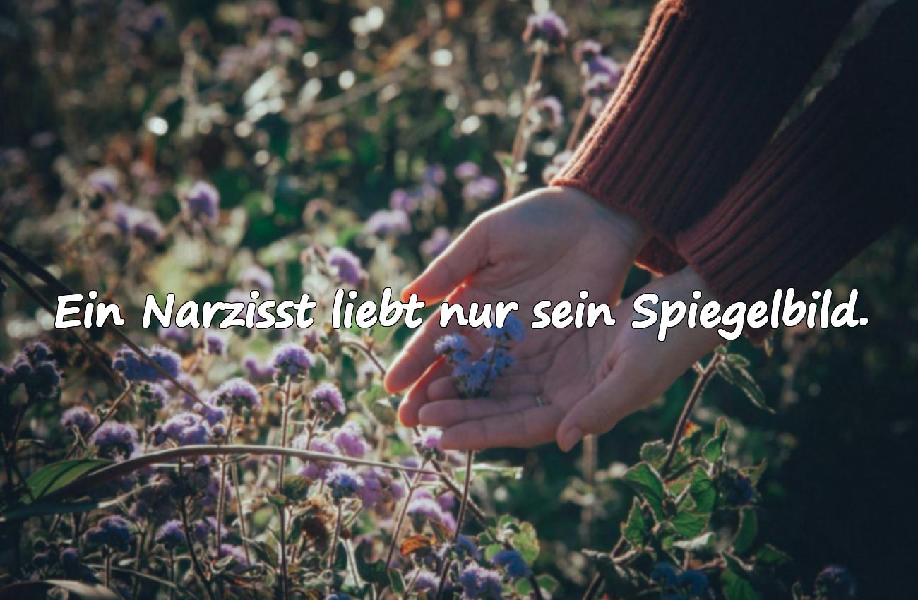 narzisst sprüche