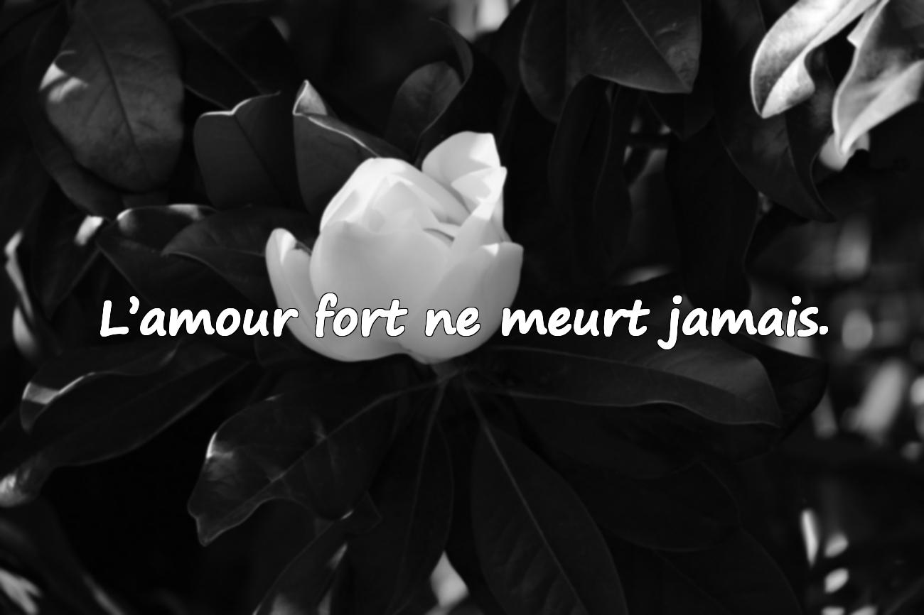 citation amour fort
