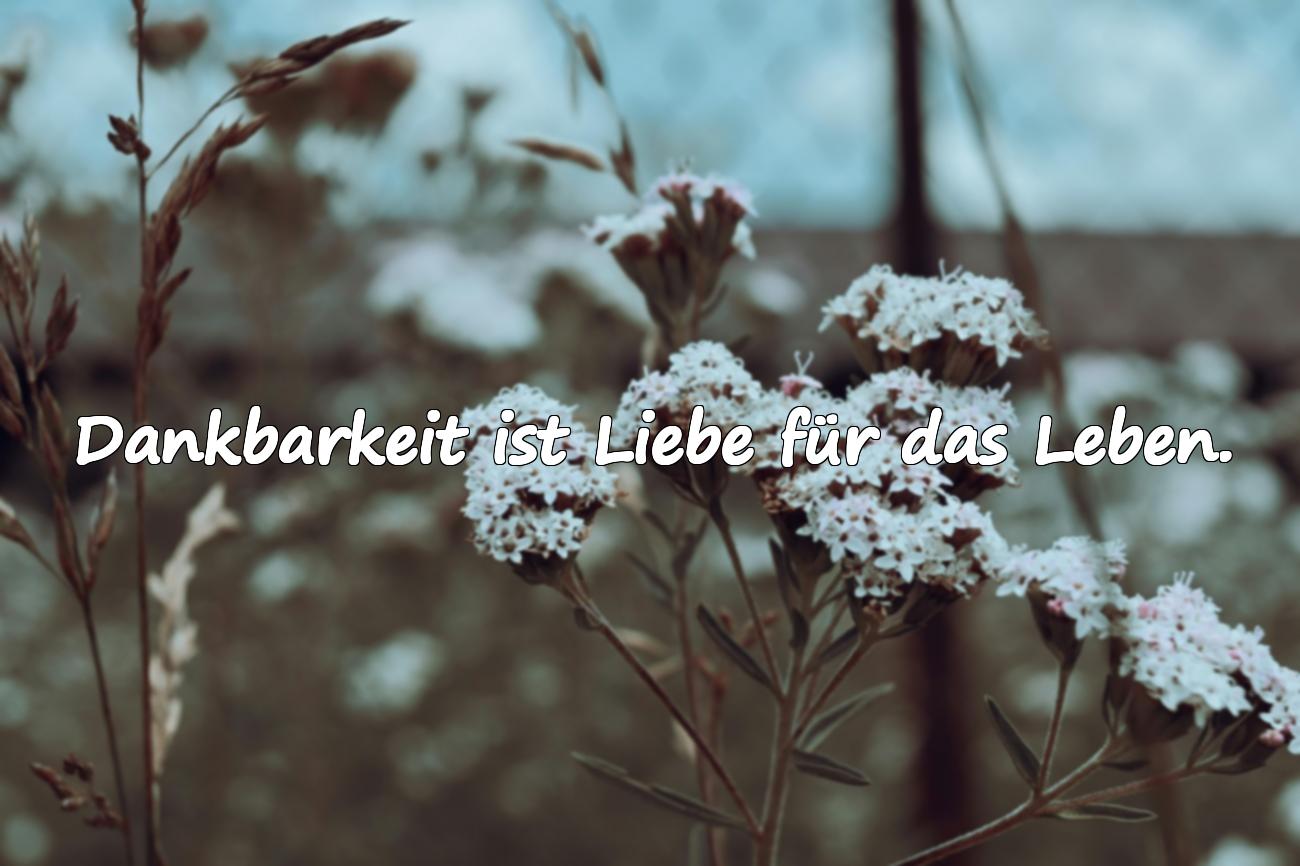 Citations sur la Solitude