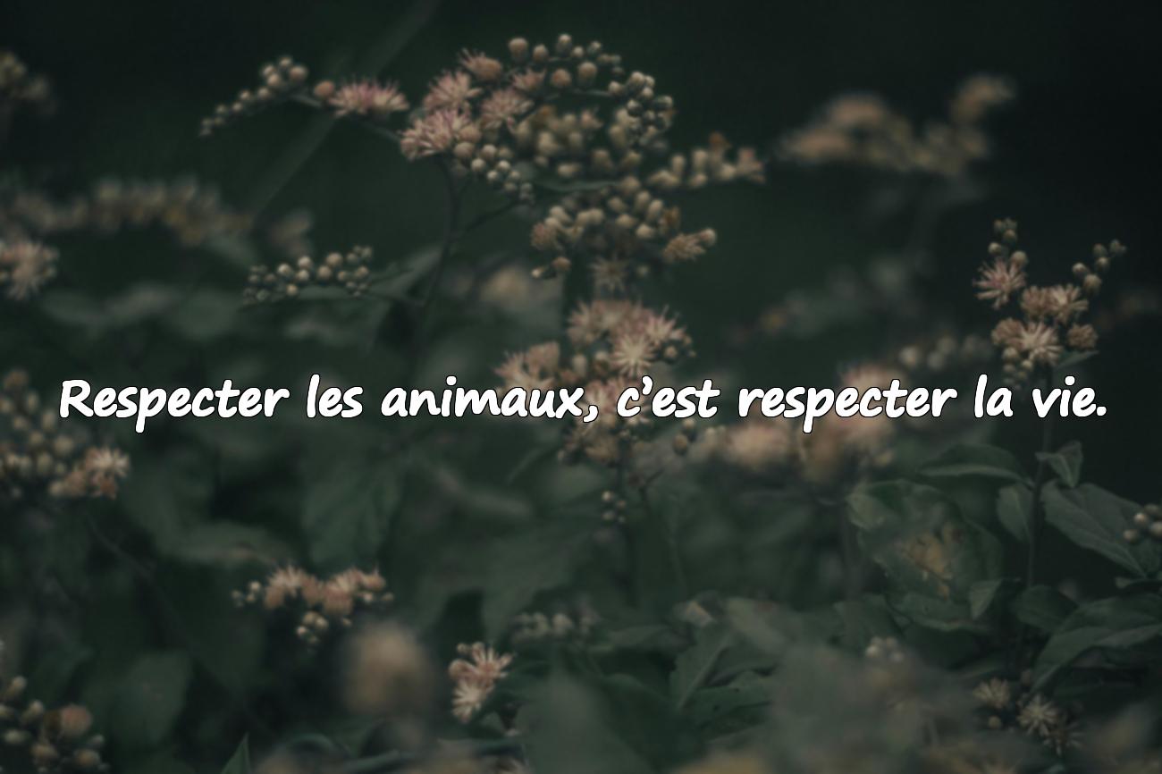 Citations sur les Animaux