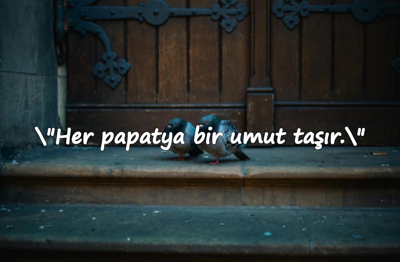 papatya ile ilgili sözler