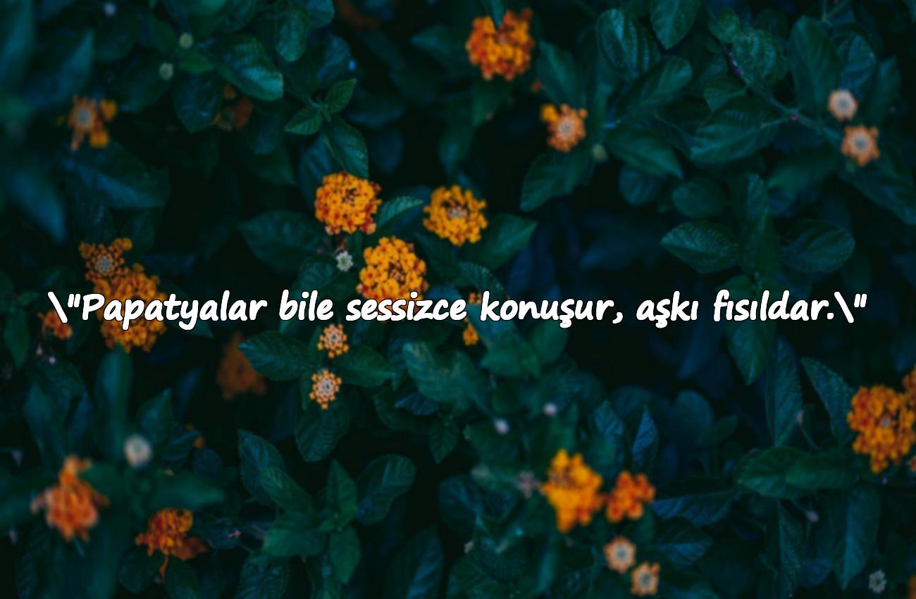 papatya ile ilgili sözler