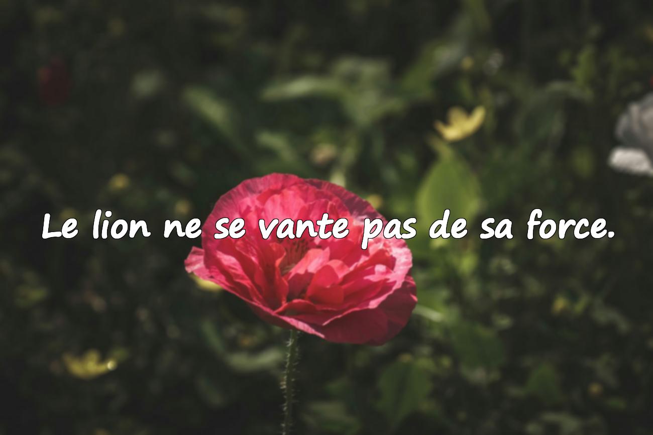 Proverbes Africains