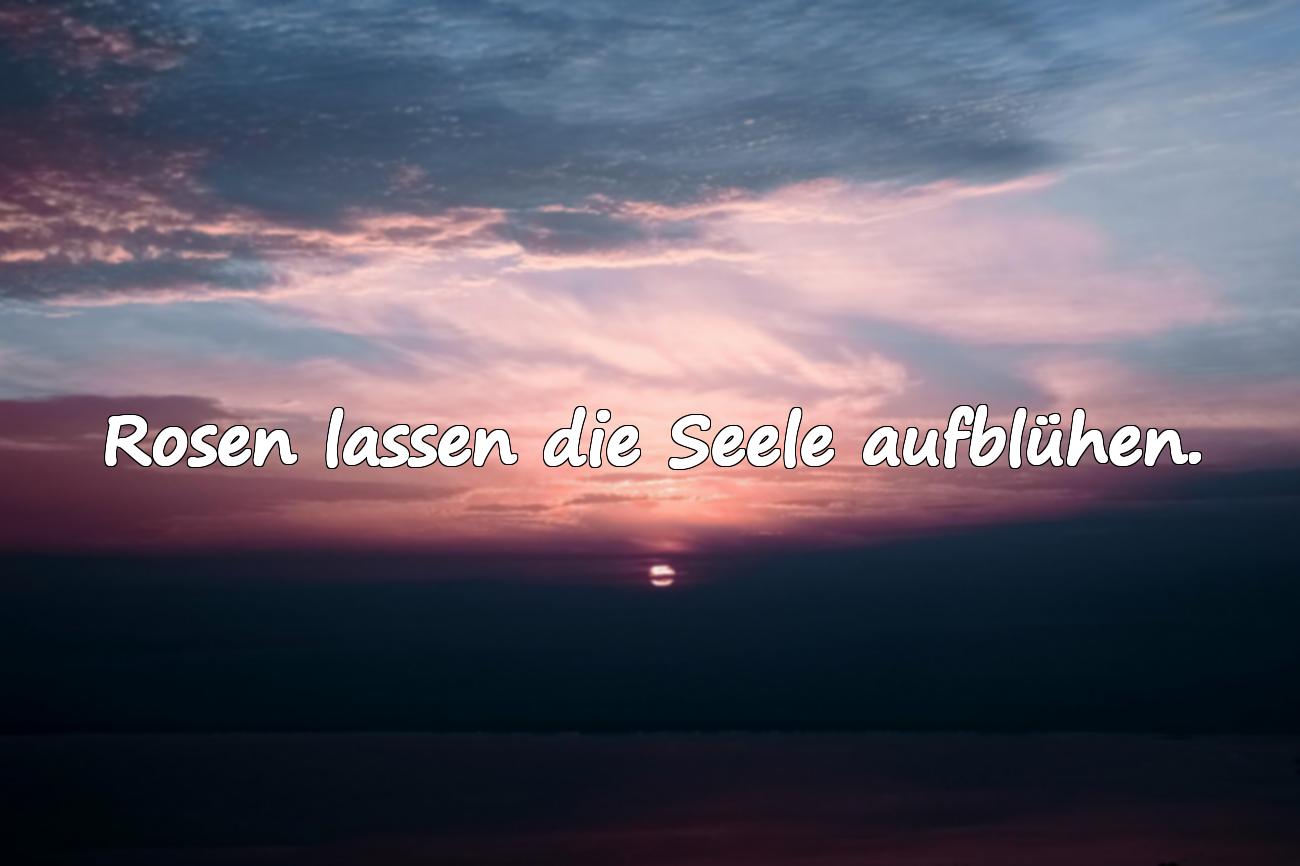 rosen sprüche