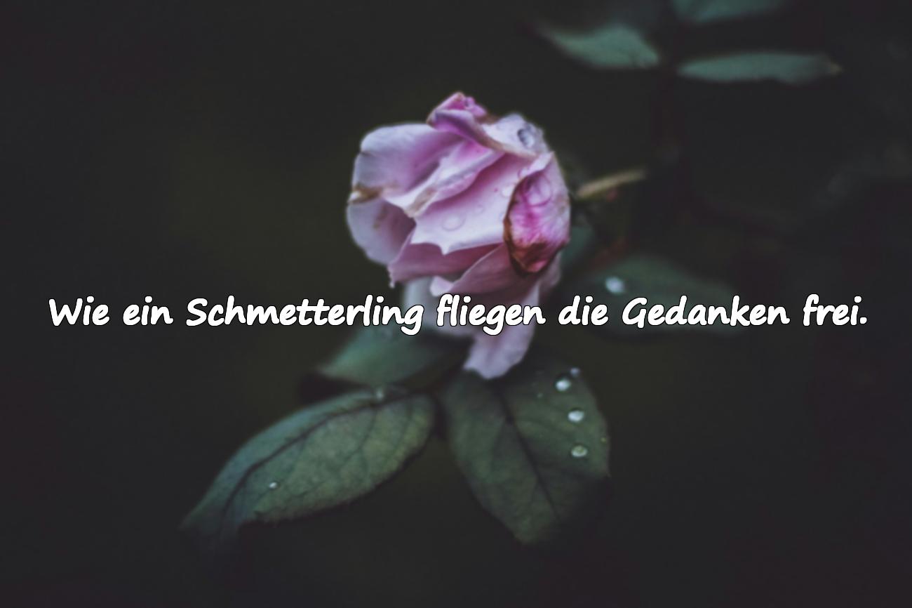 schmetterling sprüche