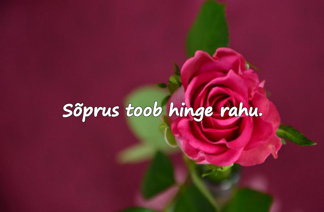 sõbrapäeva tsitaadid