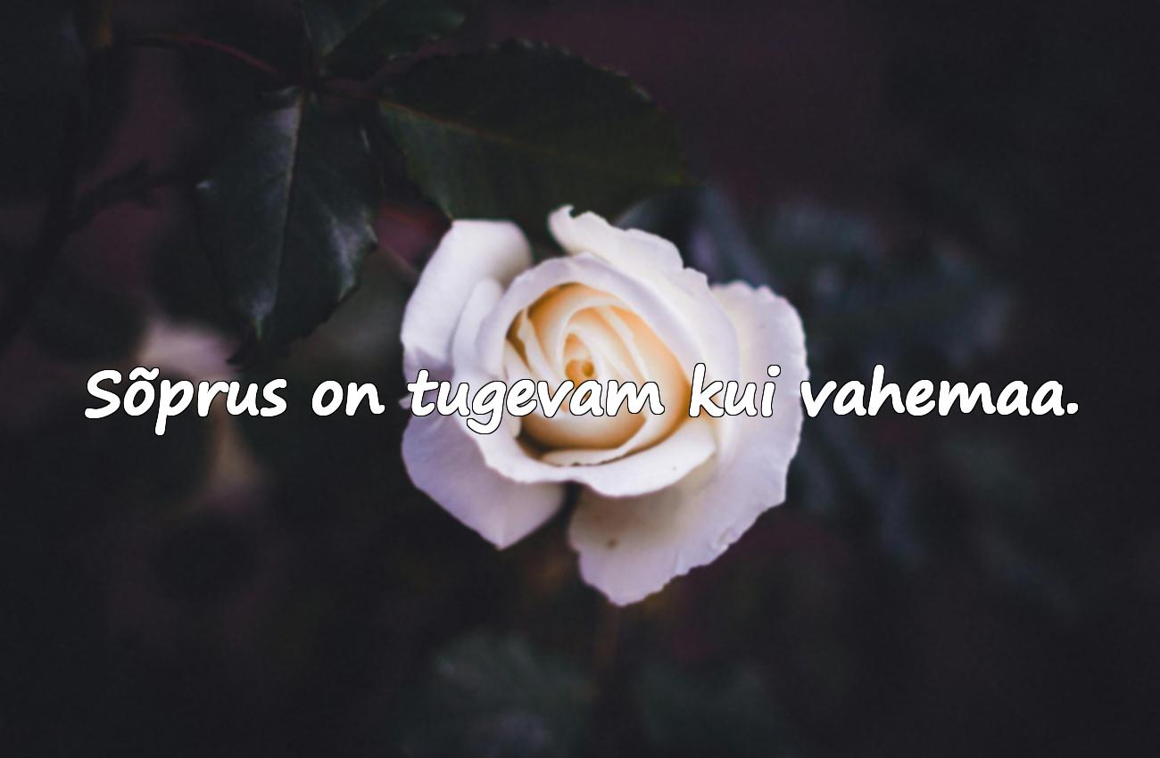 sõpruse tsitaadid